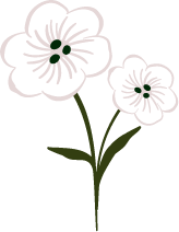 White Flowers