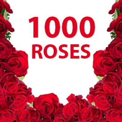 1000 Red Roses