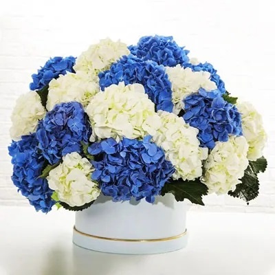 Hydrangeas Love