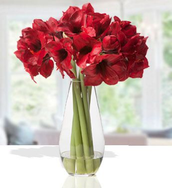 Lovely Amaryllis