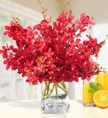 Red Mokara Orchids 20