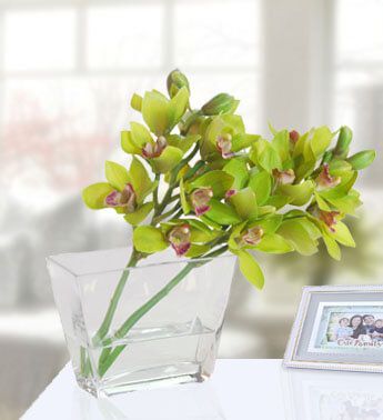 Green Cymbidium Orchids