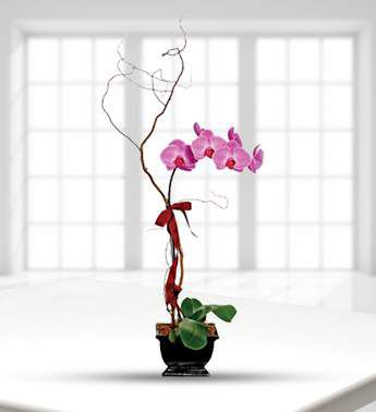 Lavender Phalaenopsis Orchid