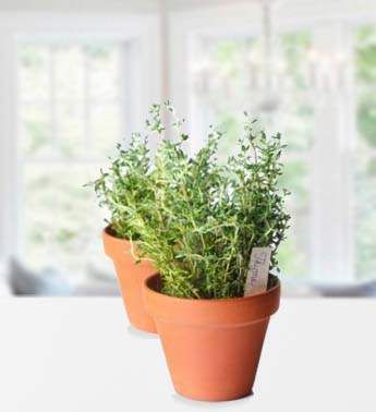 Thyme Plant