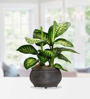 Delightful Dieffenbachia